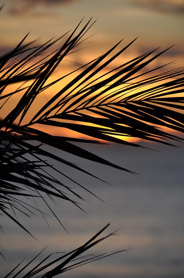 Palmset Photograph by Kelly Wade