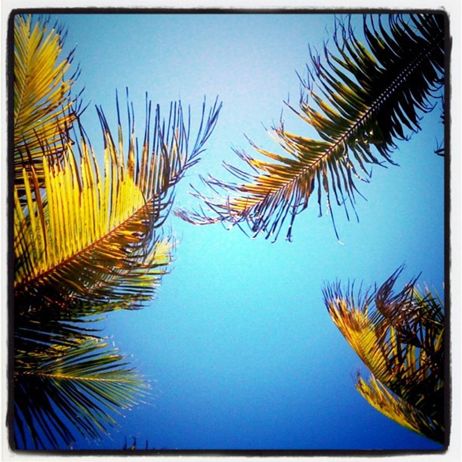 Palmtree Photograph by Juan Silva