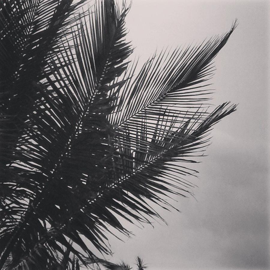 Black And White Photograph - Palm Trees  Against a Stormy Sky by Colleen Kammerer