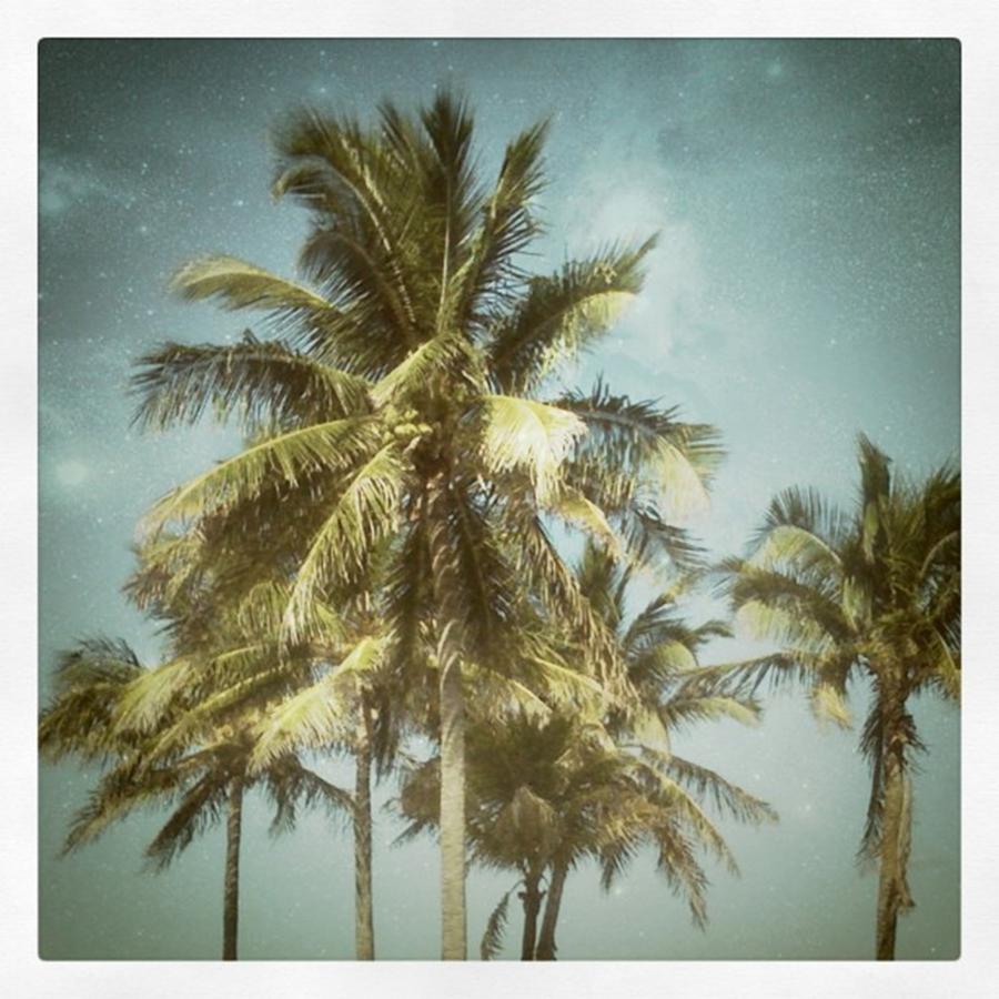 Palmtrees Photograph by Juan Silva
