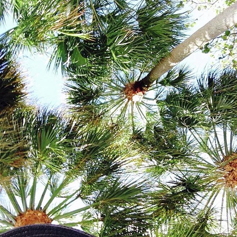 #palmtrees Photograph by Susan Nash