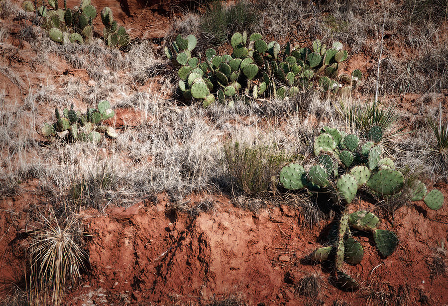 Palo Duro Cactus Photograph by Fred Lassmann