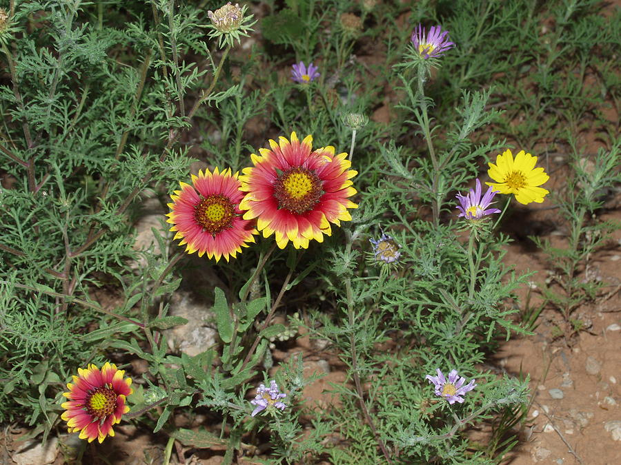 Palo Duro Indian Blankets Photograph by Bill Hyde