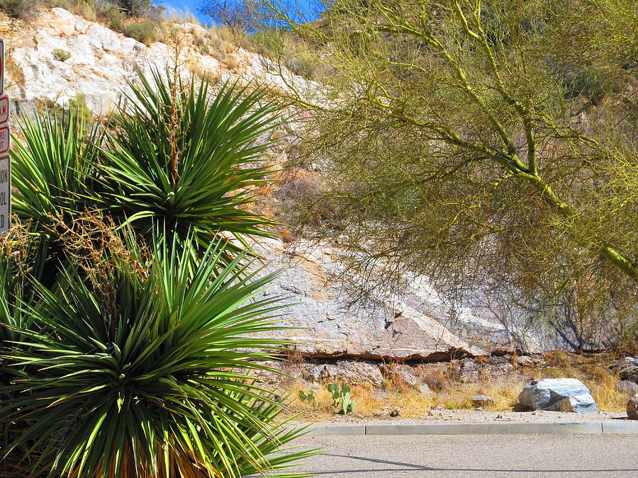 Palo Verde And Yucca Photograph