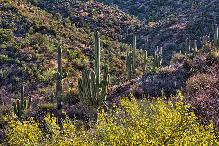 Palo Verde Blooms with Saguaros in Arizona Photograph by Dave Dilli