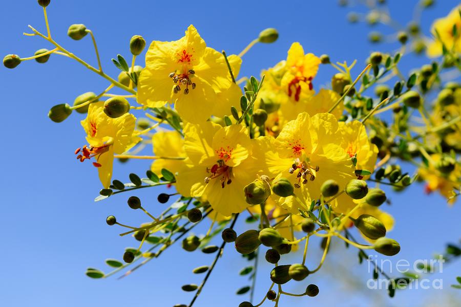 Flower Photograph - Palo Verde Florals by Janet Marie