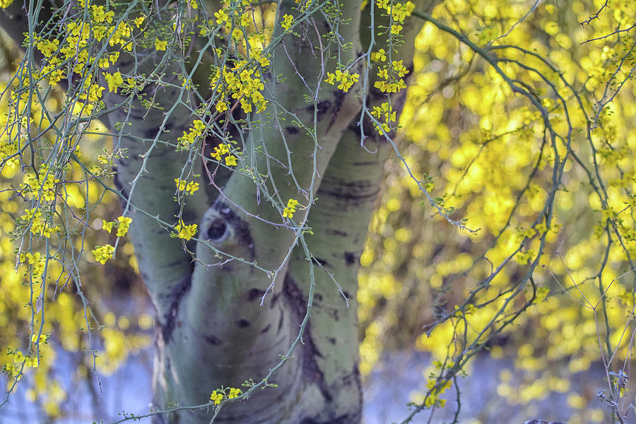 Palo Verde Tree 5994-041818 Photograph by Tam Ryan