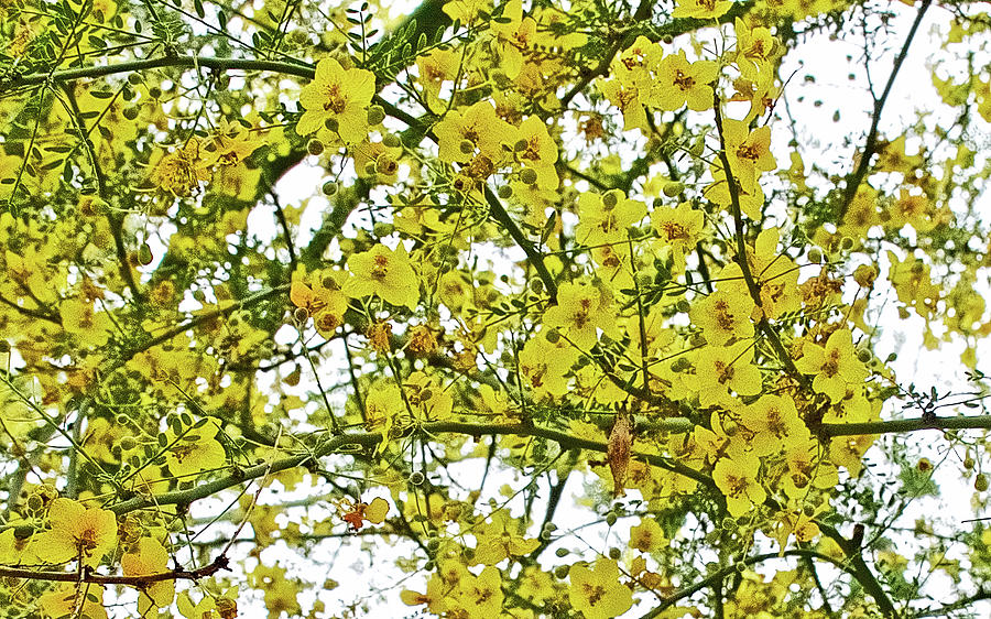 Palo Verde Tree in Rancho Santa Ana Botanic Garden in Claremont-California  Photograph by Ruth Hager