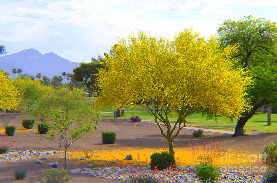 Palo Verde Tree Photograph By Mary Deal