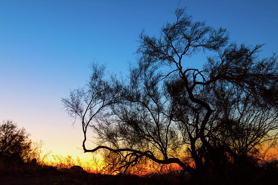 Palo Verde Tree Silhouette Sunrise Photograph