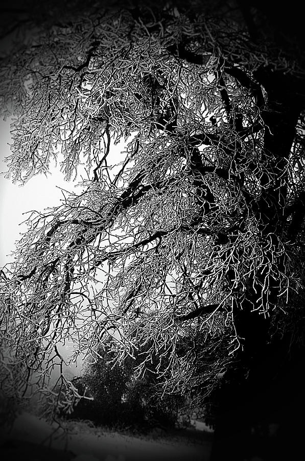 Palomar Ice Storm Photograph by Hugh Smith