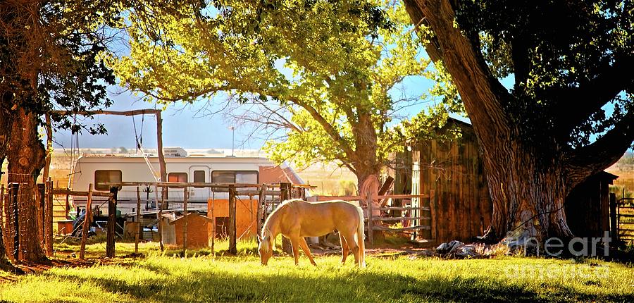 Palomino and Big Trees Ranch Photograph by Gus McCrea