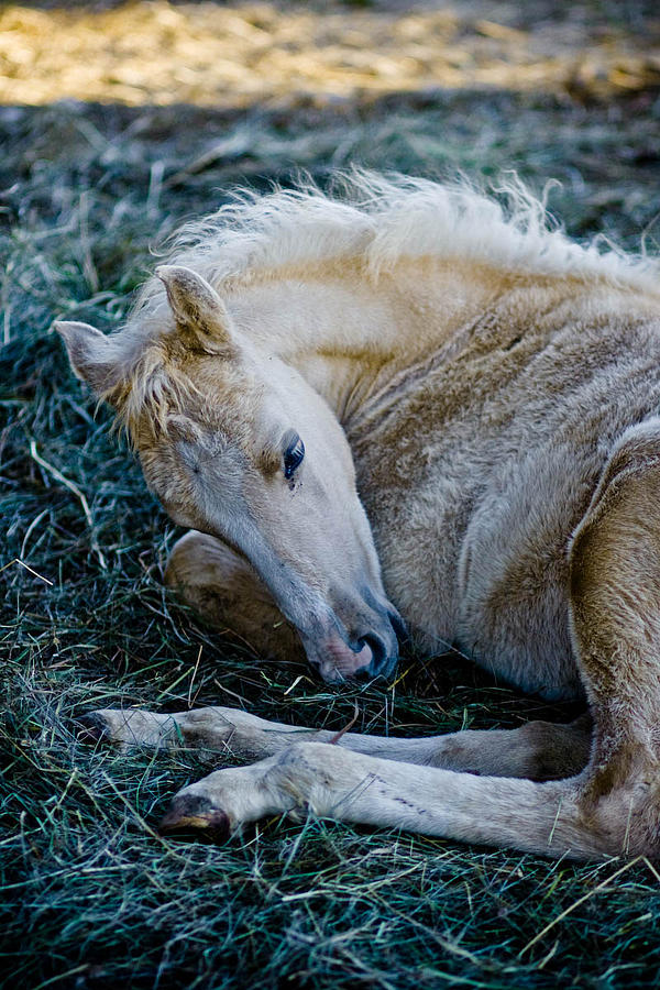 Horse Photograph - Palomino foal by Jesska Hoff