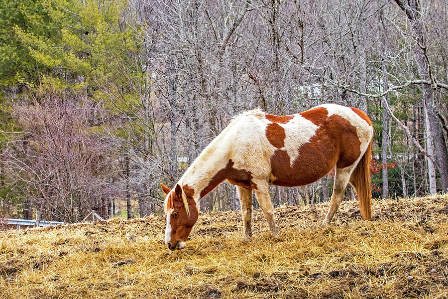 Pinto Grazing in Winter Photograph by Ira Marcus