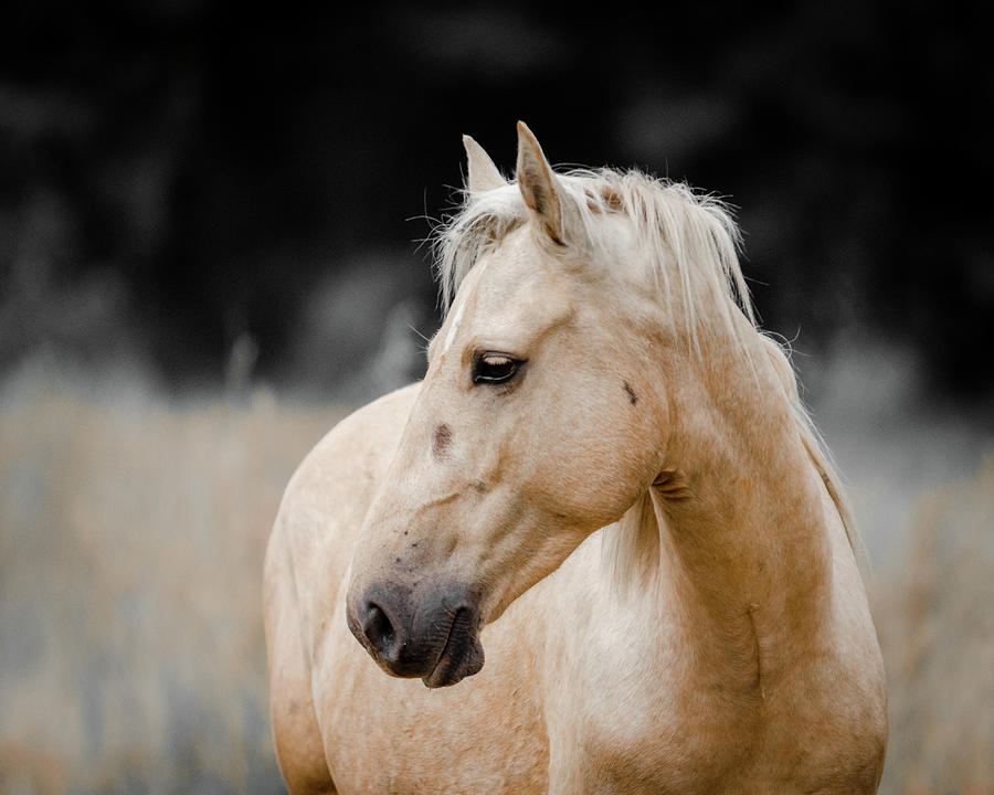 Palomino looking sideways Photograph by Linda Louw - Fine Art America