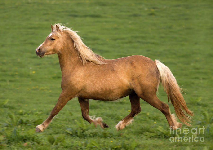 Palomino Welsh Pony Photograph by Angel Ciesniarska