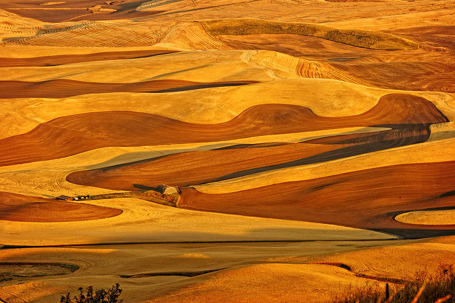 Palouse Gold and Brown Photograph by Mary Jo Allen