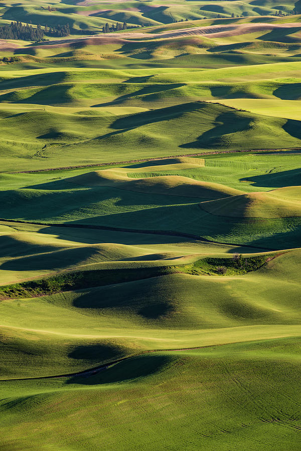 Palouse Hills From Step Toe Butte #1 Photograph By John Trax