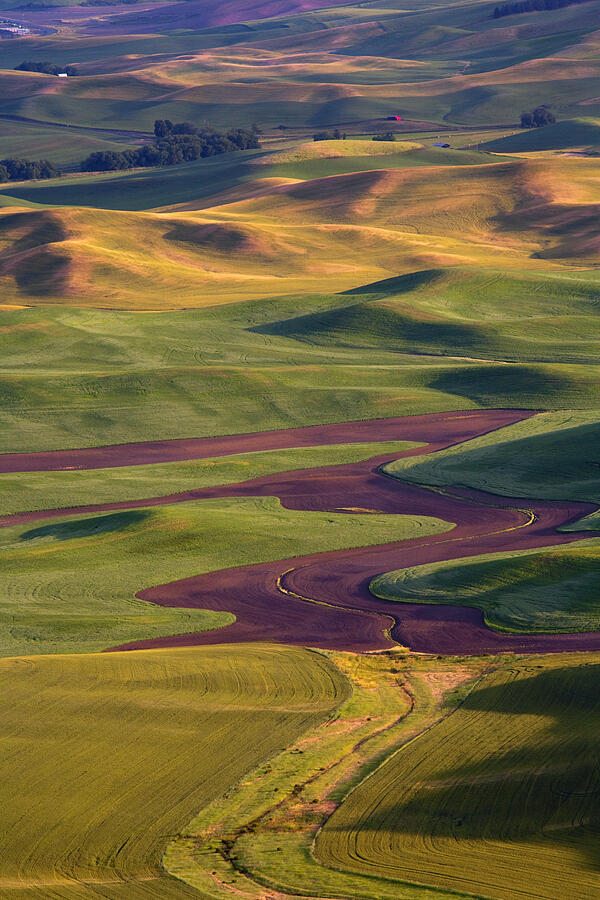 Palouse Hills Photograph by Michael Dawson - Pixels