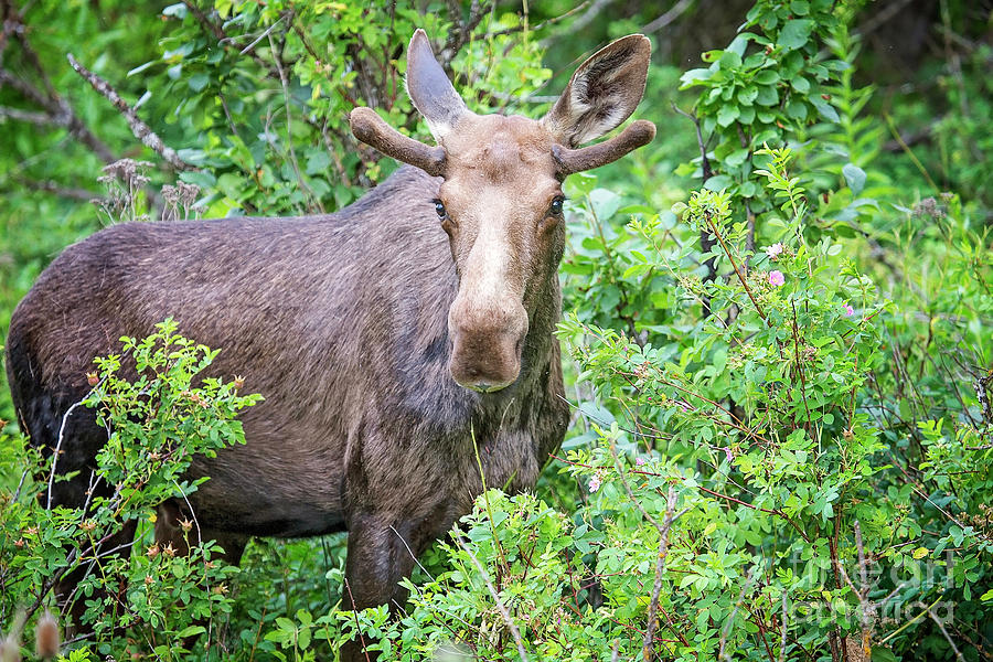 Palouse Moose Photograph