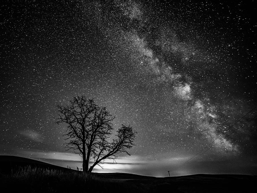 Palouse Night Sky And Tree 3919 Photograph