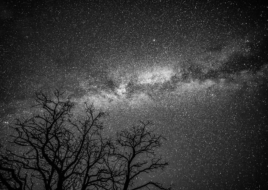 Palouse Night Sky And Tree 3930 Photograph