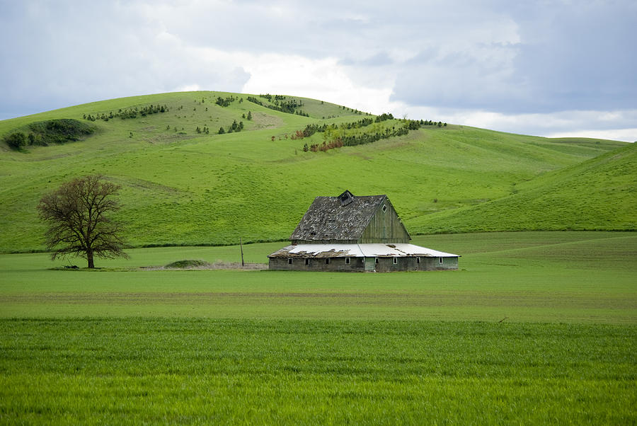 Barn Photograph - Palouse Old Barn by Louise Magno