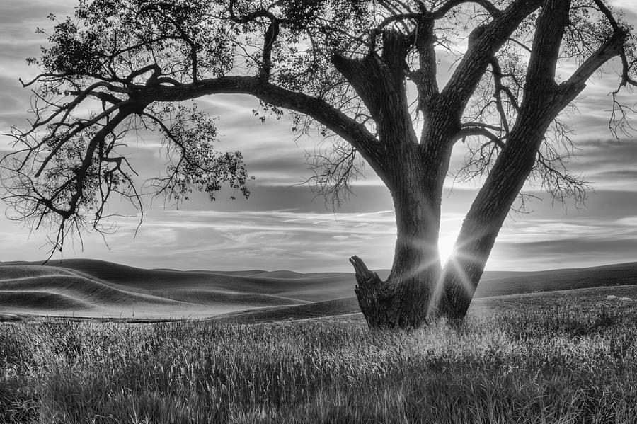 Palouse Sentinel - Black and White Photograph by Mark Kiver