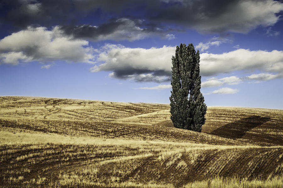 Spring Photograph - Palouse solitaire clouds by Eduard Moldoveanu