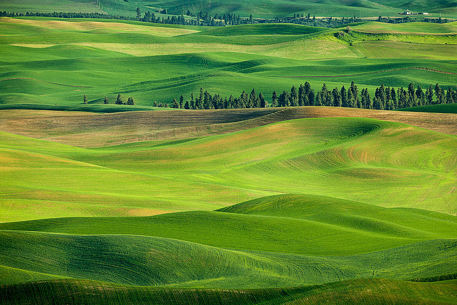 Palouse Spring Hills Photograph by Mary Jo Allen