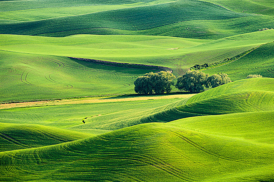 Palouse Trees and Hills Photograph by Mary Jo Allen