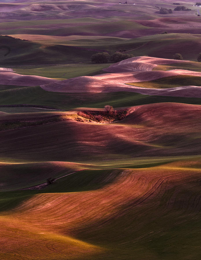 Palouse Undulation Photograph by Wes and Dotty Weber