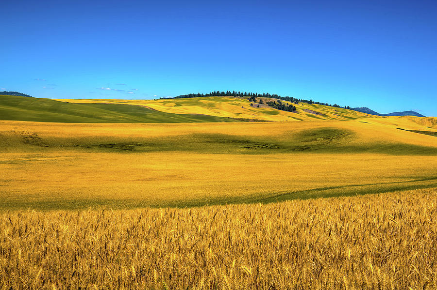 Palouse Wheat Field Photograph
