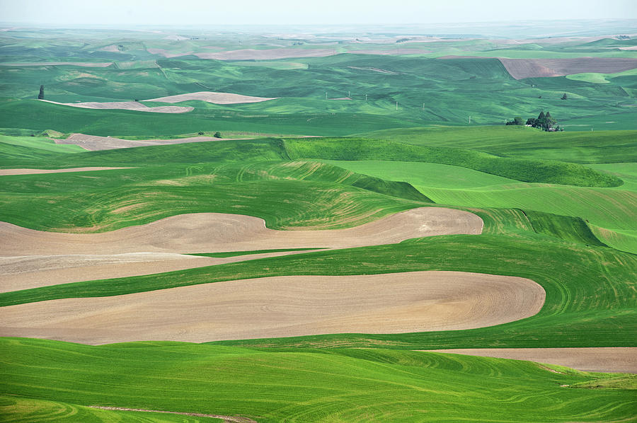 Palouse Wheat Fields Photograph by Lee Chon