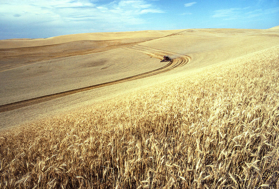 Landscape Photograph - Palouse Wheat by USDA and Photo Researchers