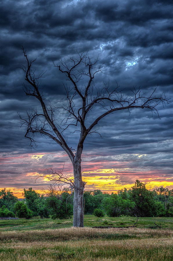 Palpatine Tree Photograph by Fiskr Larsen