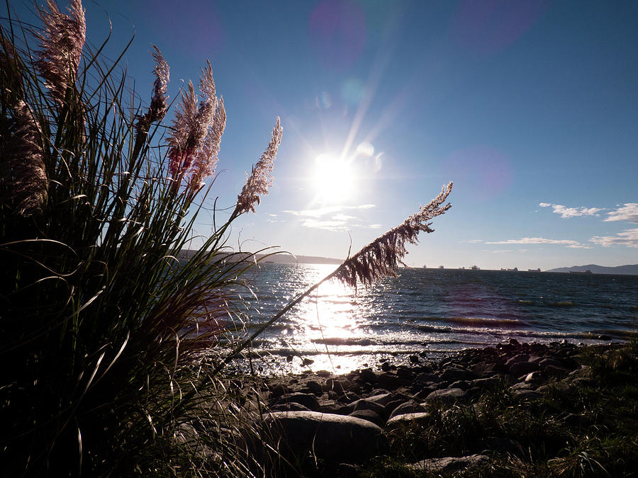 Pampas By The Sea Photograph by Leslie Montgomery