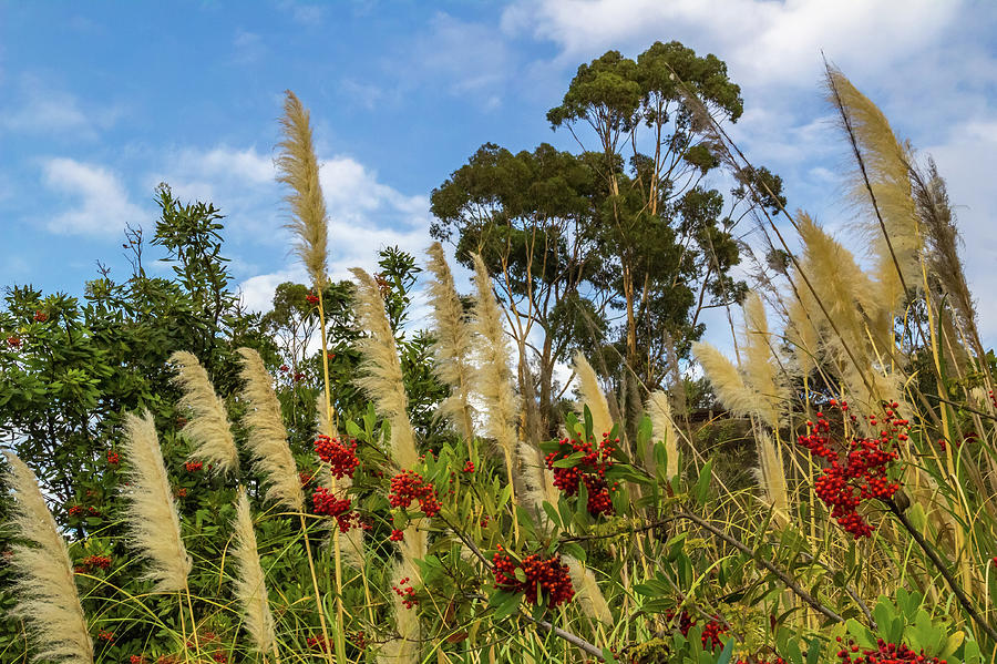 Pampas grass and red berries against blue sky Photograph by Roslyn Wilkins