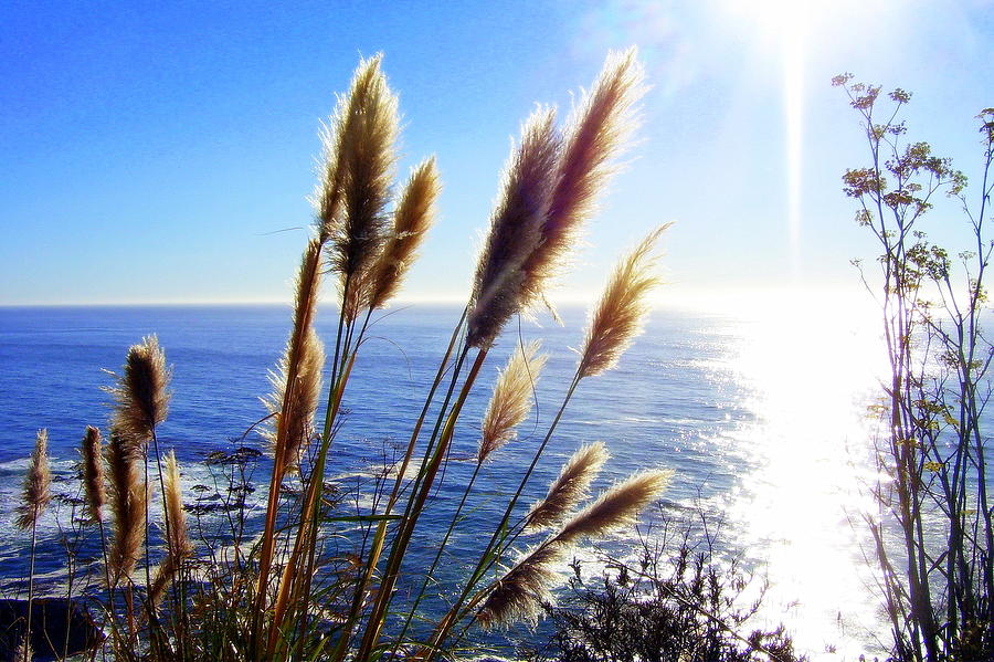 Pampas Grass and The Pacific 2 Photograph by Jodie Marie Anne Richardson Traugott          aka jm-ART