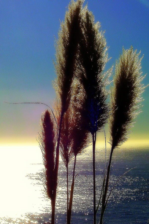 Pampas Grass and The Pacific Photograph by Jodie Marie Anne Richardson Traugott          aka jm-ART