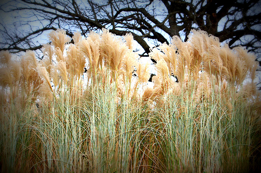 Pampas Grass And Tree Photograph by Kathy M Krause