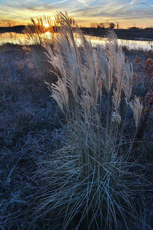 Pampas Grass at Sunrise in Lakewood Photograph by Ray Mathis