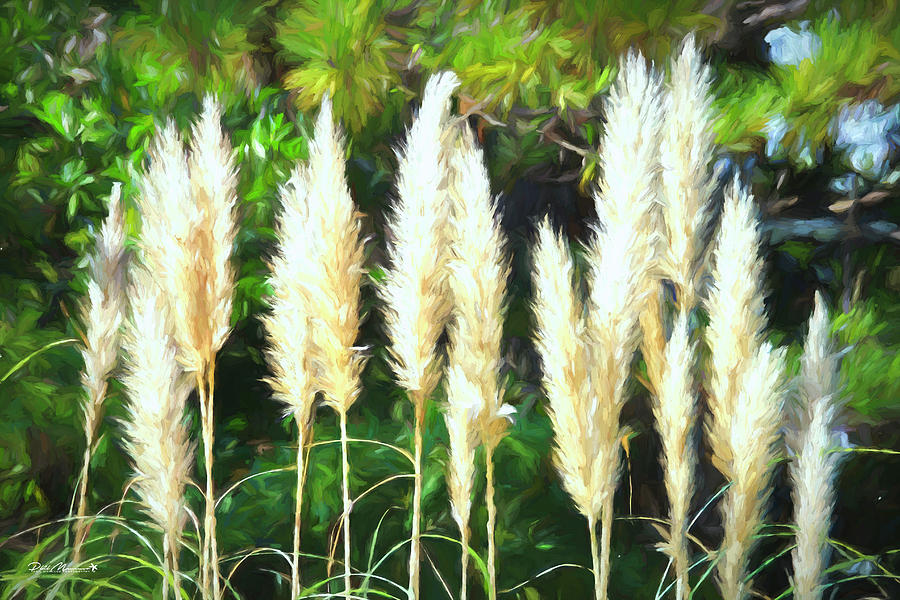 Pampas Grass In Bloom Photograph by Phil Mancuso