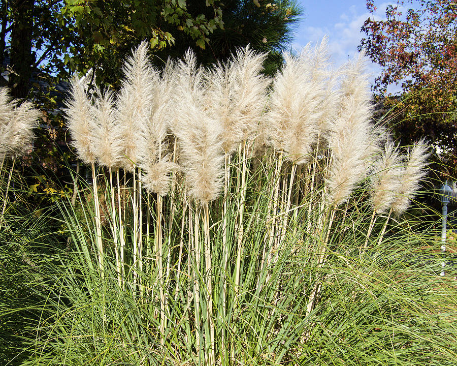 Pampas Grass Photograph by John McDermott | Fine Art America