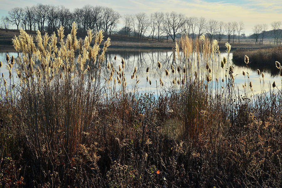 Pampas Grass Line Lakewood Pond on a Calm Morning Photograph by Ray Mathis