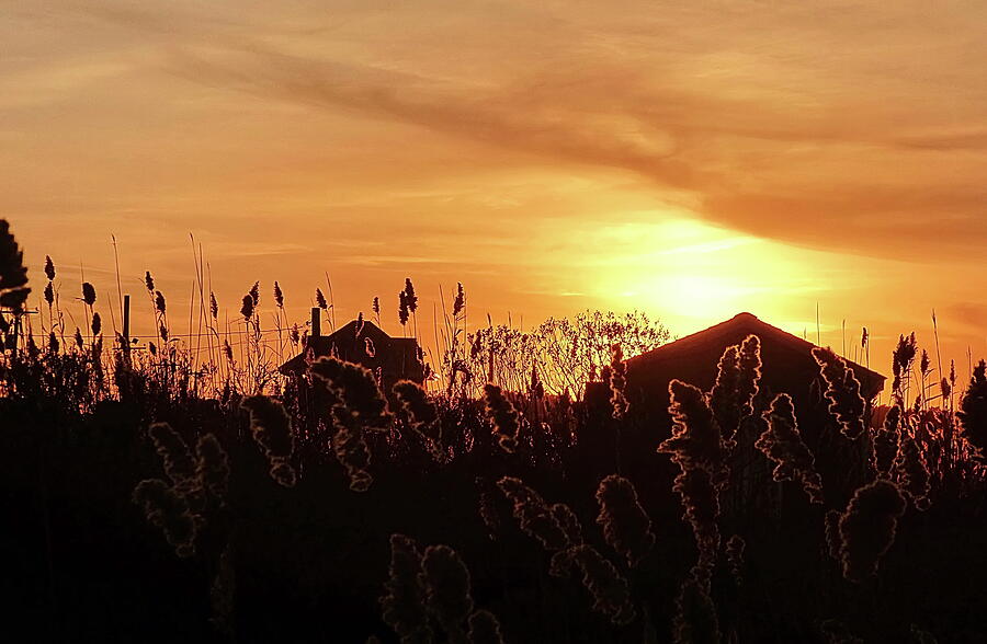 Pampas Grass Sunset Photograph by Lyuba Filatova