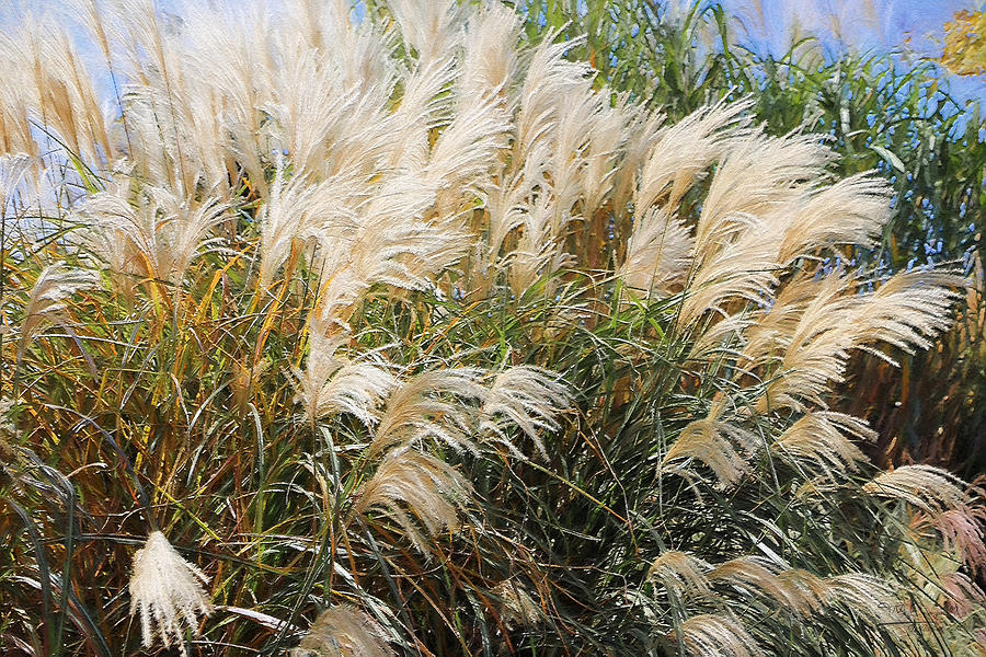 Pampas Ornamental Grass Painting by Theresa Campbell