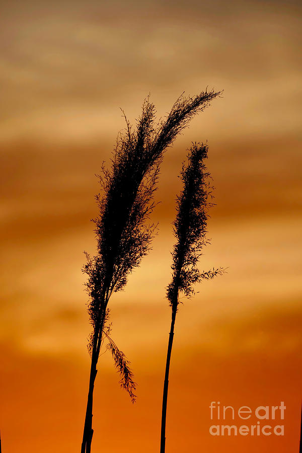 Pampas Silhouette Photograph by Beth Myer Photography