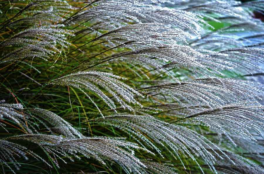 Pampass Grass Abstract Photograph by Sandi OReilly