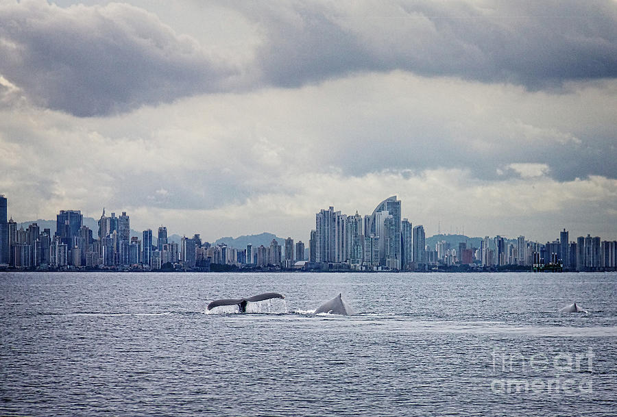 Panama whales Photograph by Bob Hislop